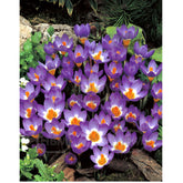 Hectarul - Ladita 3200 bulbi de brandusa SIEBERI CROCUS Tricolor